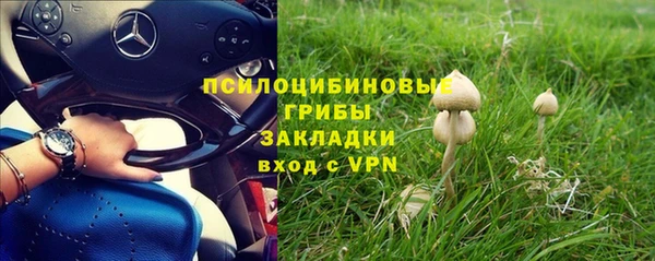 трава Белокуриха